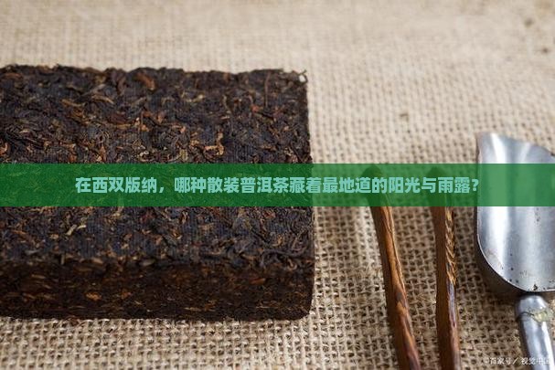 在西双版纳，哪种散装普洱茶藏着最地道的阳光与雨露？