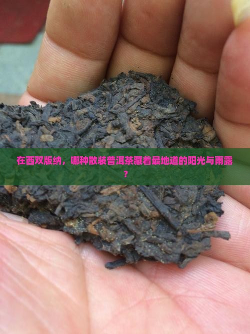 在西双版纳，哪种散装普洱茶藏着最地道的阳光与雨露？