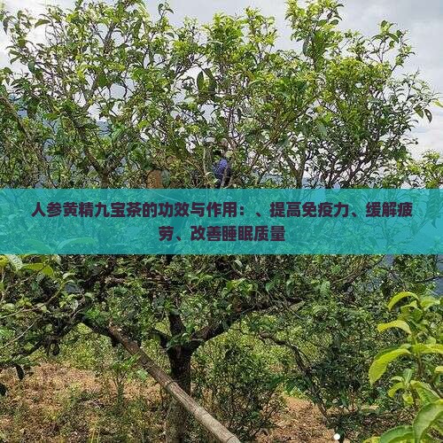 人参黄精九宝茶的功效与作用：、提高免疫力、缓解疲劳、改善睡眠质量