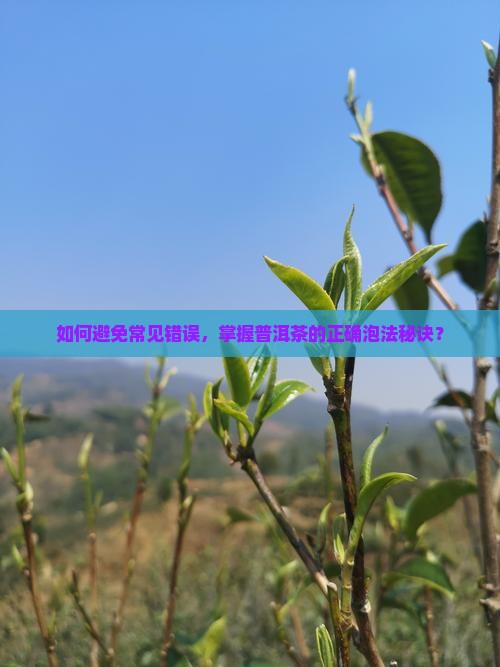 如何避免常见错误，掌握普洱茶的正确泡法秘诀？