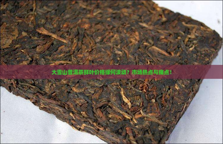 大雪山普洱茶鲜叶价格缘何波动？市场热点与痛点！