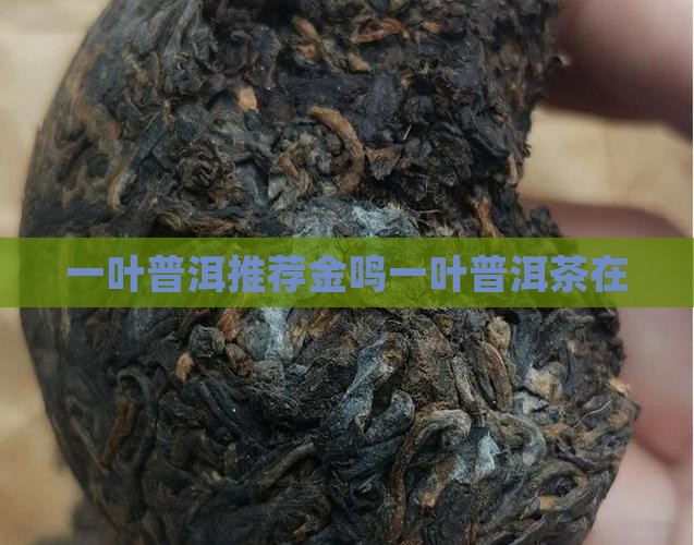 一叶普洱推荐金鸣一叶普洱茶在