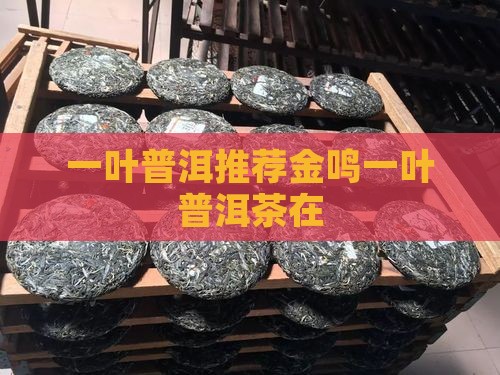 一叶普洱推荐金鸣一叶普洱茶在