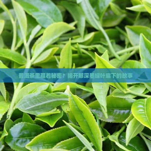 普洱茶里藏着秘密？揭开那深墨绿叶底下的故事
