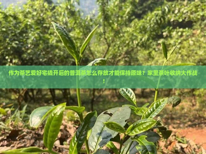作为茶艺爱好宅撬开后的普洱茶怎么存放才能保持原味？家里茶叶收纳大作战！