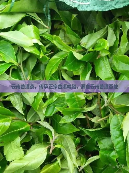 云南普洱茶，传承正宗普洱精髓，源自云南普洱圣地
