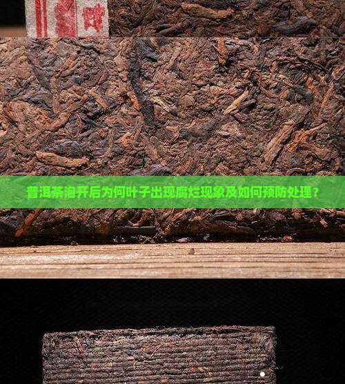 普洱茶泡开后为何叶子出现腐烂现象及如何预防处理？