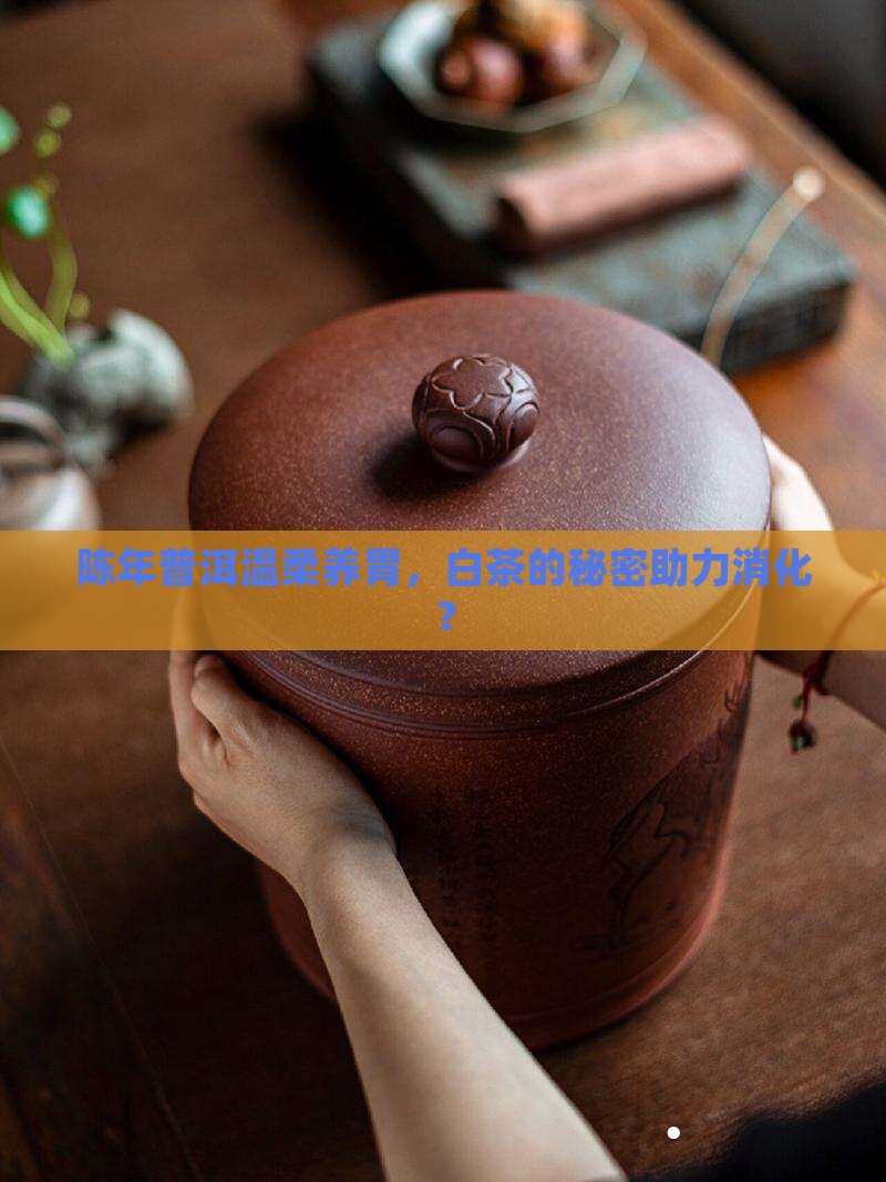 陈年普洱温柔养胃，白茶的秘密助力消化？