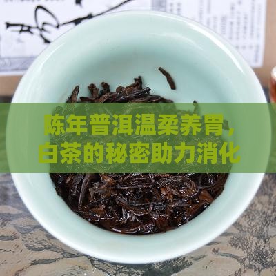 陈年普洱温柔养胃，白茶的秘密助力消化？