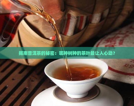 揭南普洱茶的秘密：哪种树种的茶叶最让人心动？