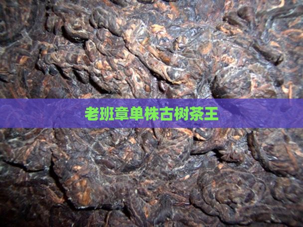 老班章单株古树茶王