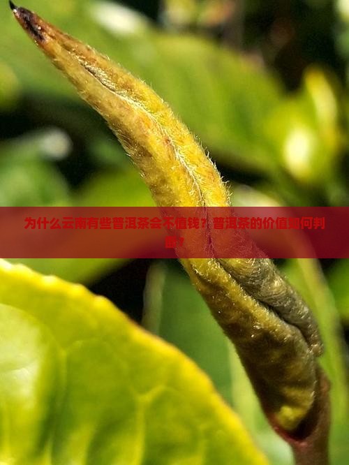 为什么云南有些普洱茶会不值钱？普洱茶的价值如何判断？