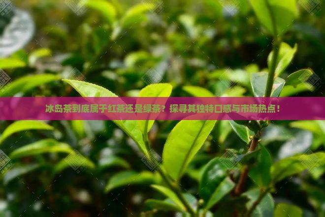 冰岛茶到底属于红茶还是绿茶？探寻其独特口感与市场热点！