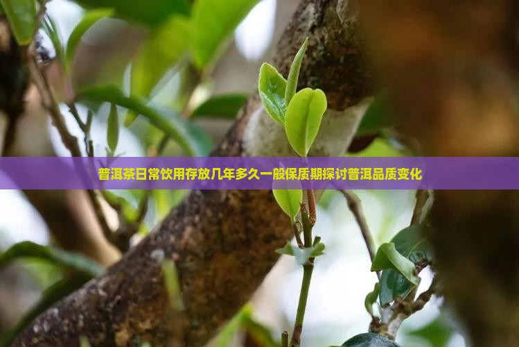 普洱茶日常饮用存放几年多久一般保质期探讨普洱品质变化