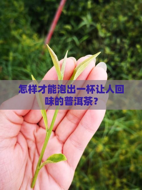 怎样才能泡出一杯让人回味的普洱茶？