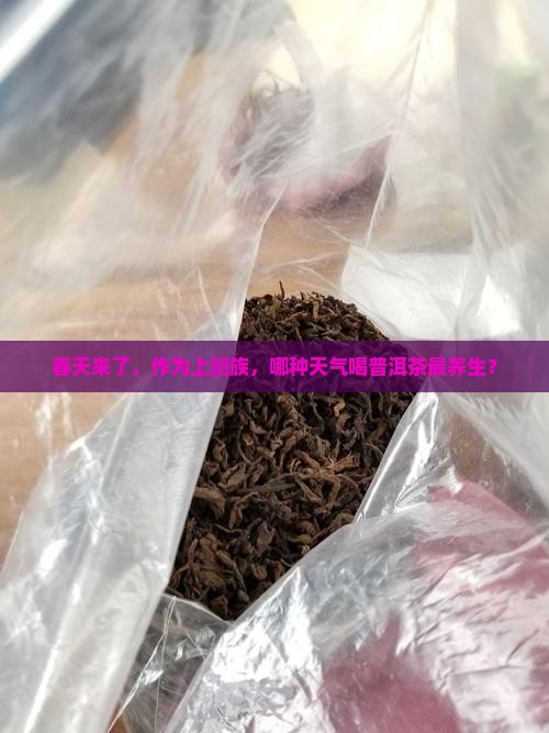 春天来了，作为上班族，哪种天气喝普洱茶最养生？