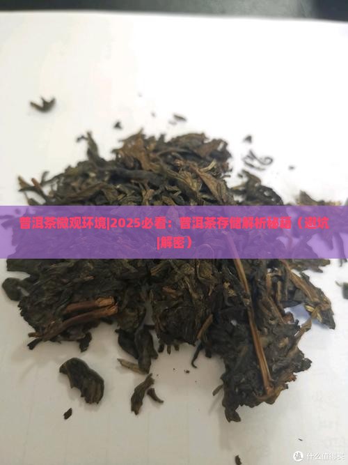 普洱茶微观环境
