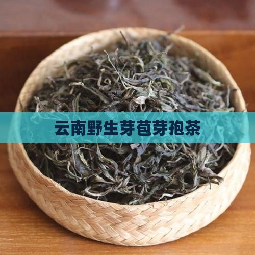 云南野生芽孢茶