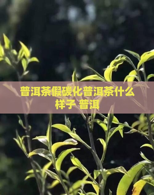 假碳化普洱茶什么样子