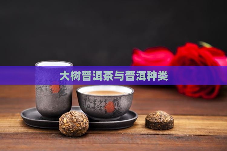 绿大树普洱茶种类