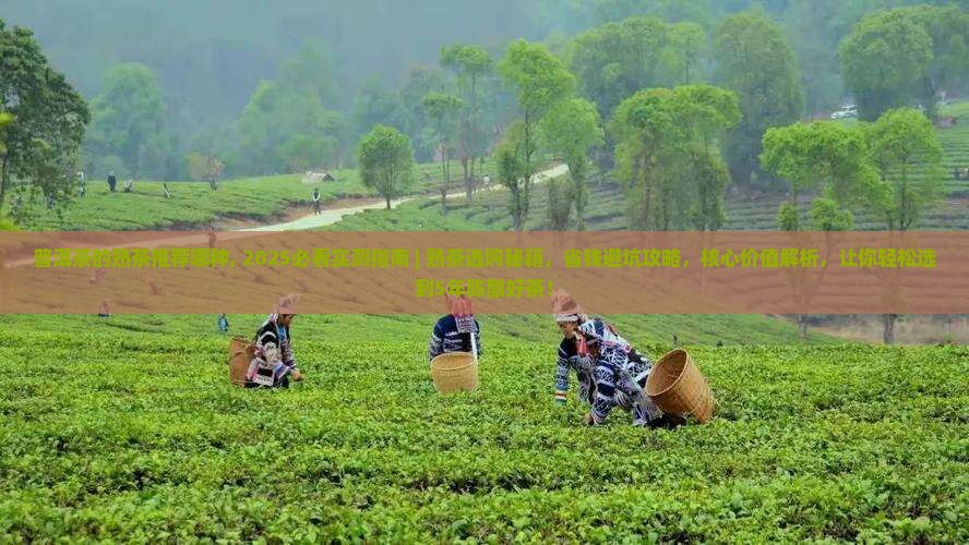 普洱茶的熟茶推荐哪种