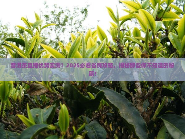 普洱茶直播优势