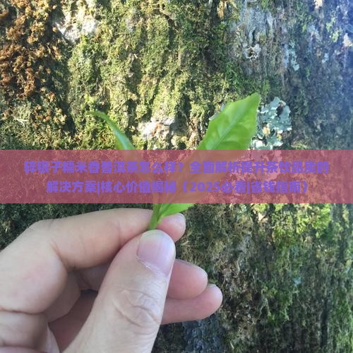 碎银子糯米香普洱茶怎么样