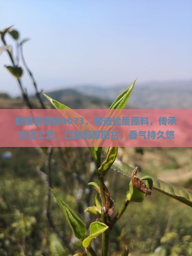 新景普洱茶8073