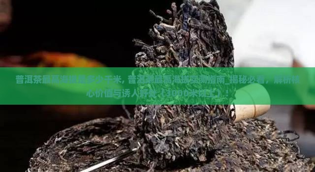 普洱茶最高海拔是多少千米