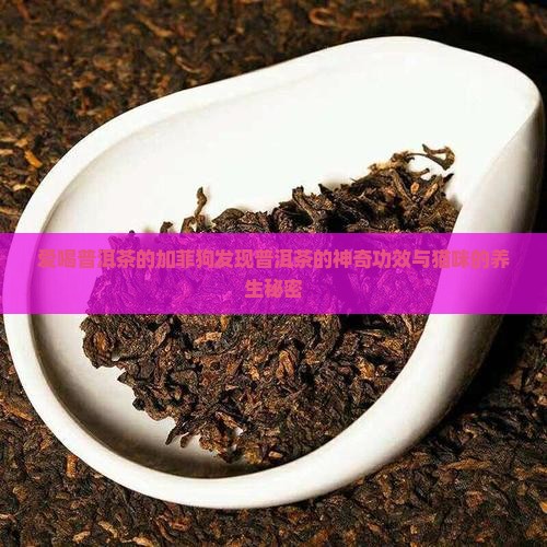爱喝普洱茶的加菲狗