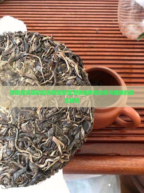 爱喝普洱茶的加菲狗