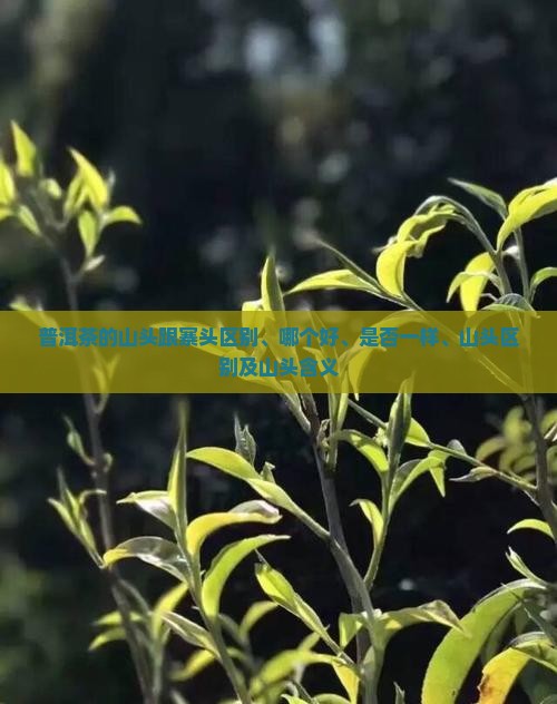 普洱茶的山头跟寨头