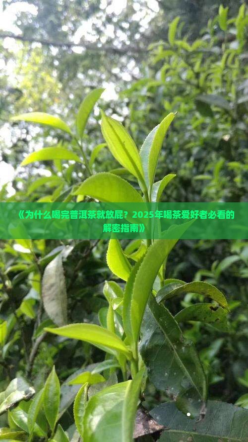 喝完普洱茶放屁