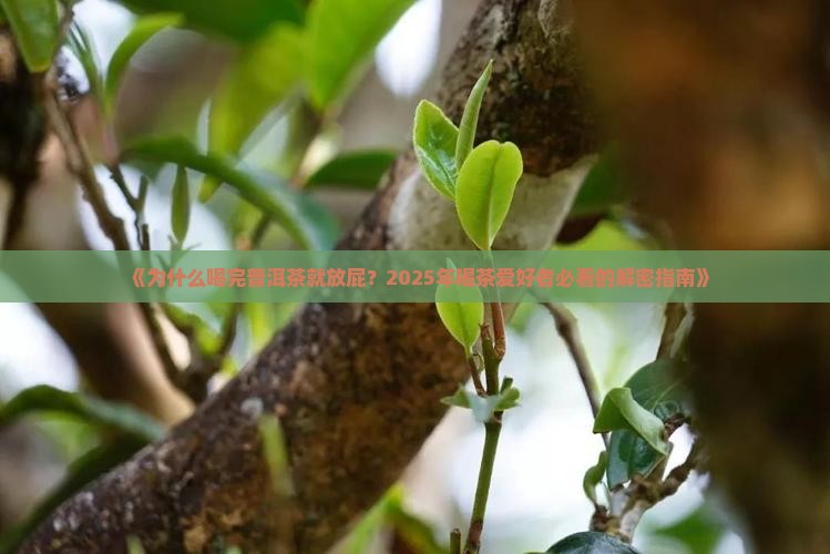 喝完普洱茶放屁