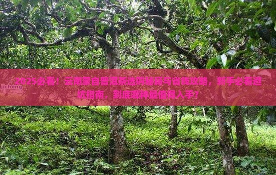 云南蒙自普洱茶