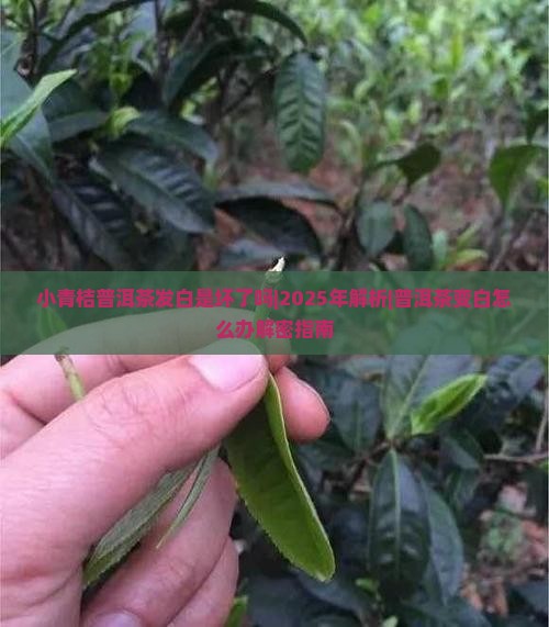 小青桔普洱茶发白是坏了吗
