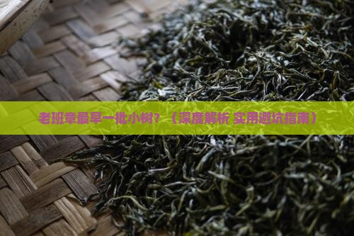 老班章最早一批小树