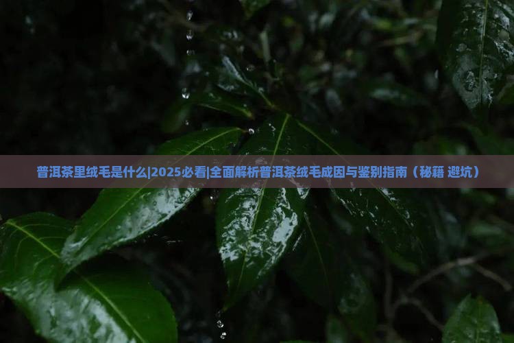 普洱茶里绒毛是什么