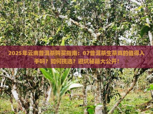 云南普洱茶07普洱茶生茶