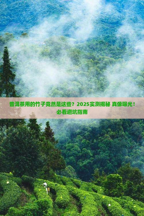 普洱茶用什么竹子