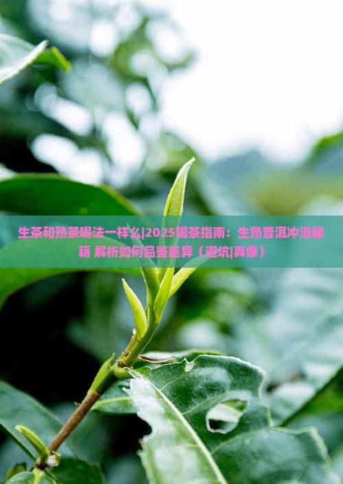 生茶和熟茶喝法一样么