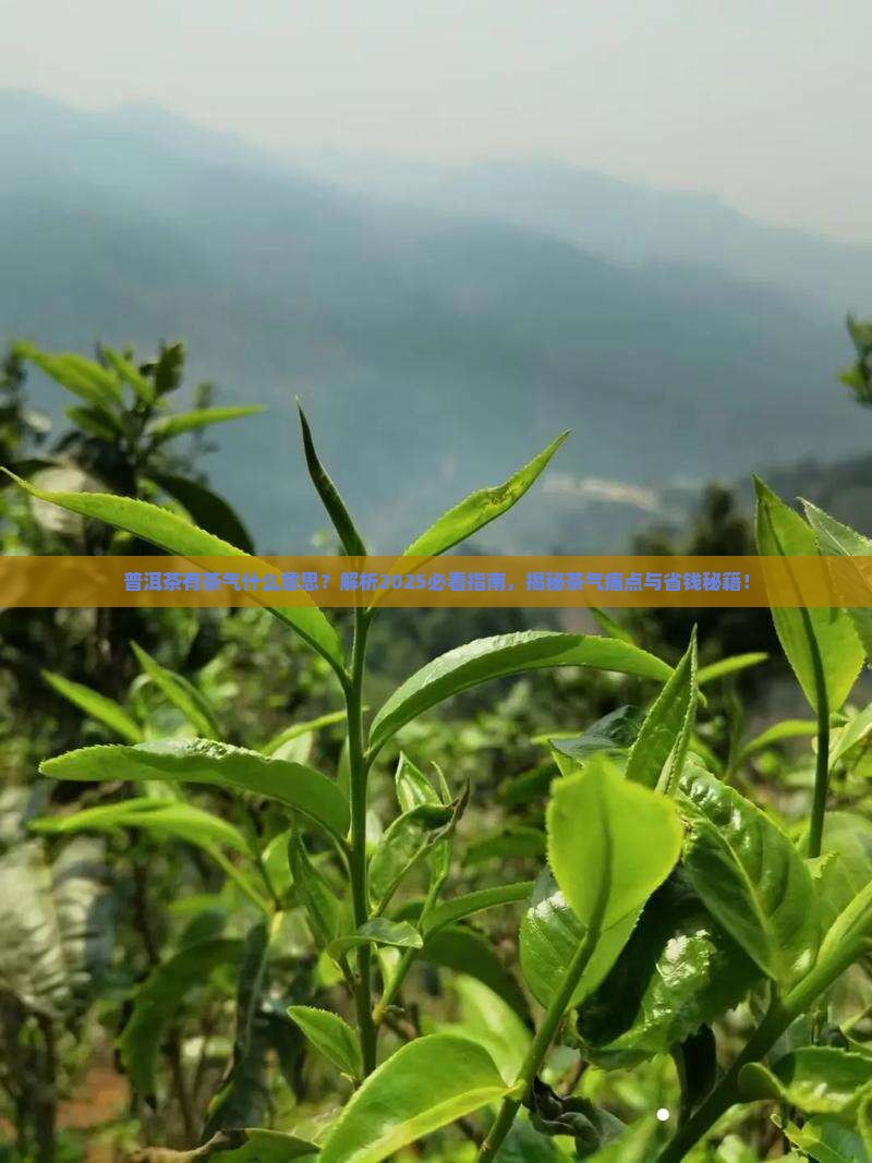 普洱茶有茶气什么意思