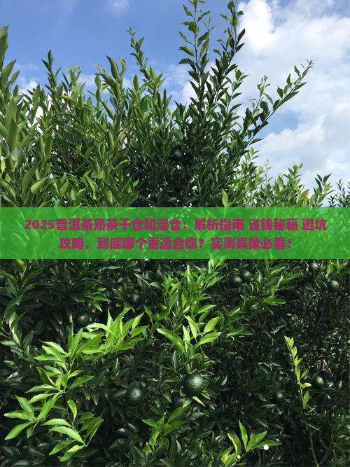 普洱茶熟茶干仓和湿仓