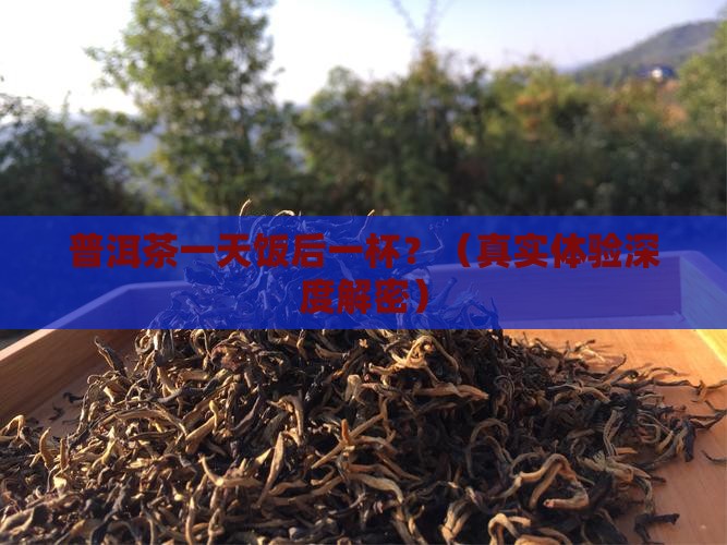 普洱茶一天饭后一杯