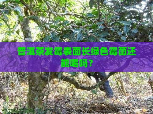 普洱茶表面长绿色霉菌能喝吗