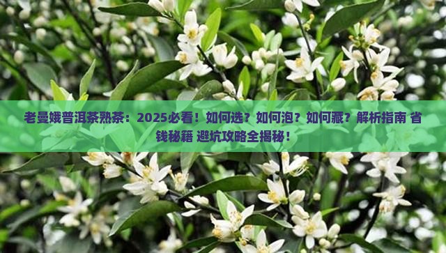 老曼娥普洱茶熟茶