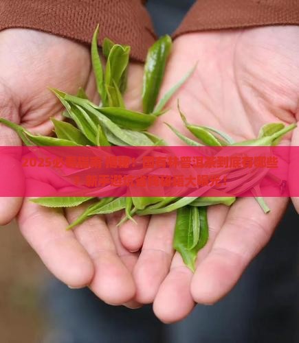 国有林普洱茶有哪些