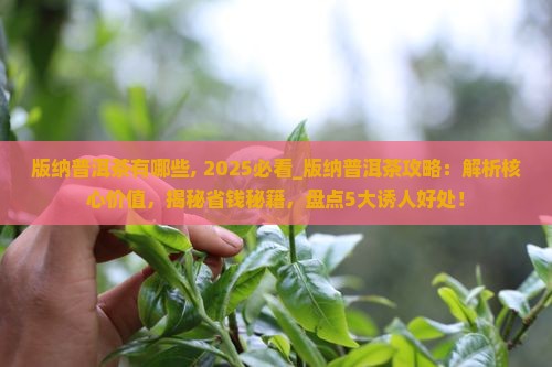 版纳普洱茶有哪些