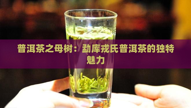 戎氏母树普洱茶是哪个产区