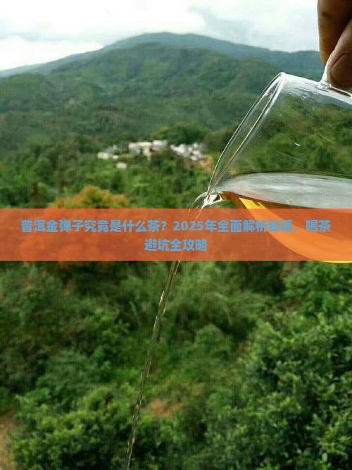 普洱金弹子是什么茶
